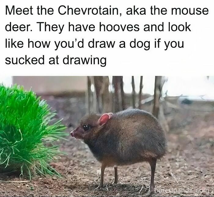 Funny animal memes: A chevrotain, also known as a mouse deer, standing next to a green plant.