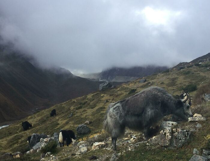 Yaks grazing on a misty, rocky hillside, showcasing trips that didn't go as planned due to weather.