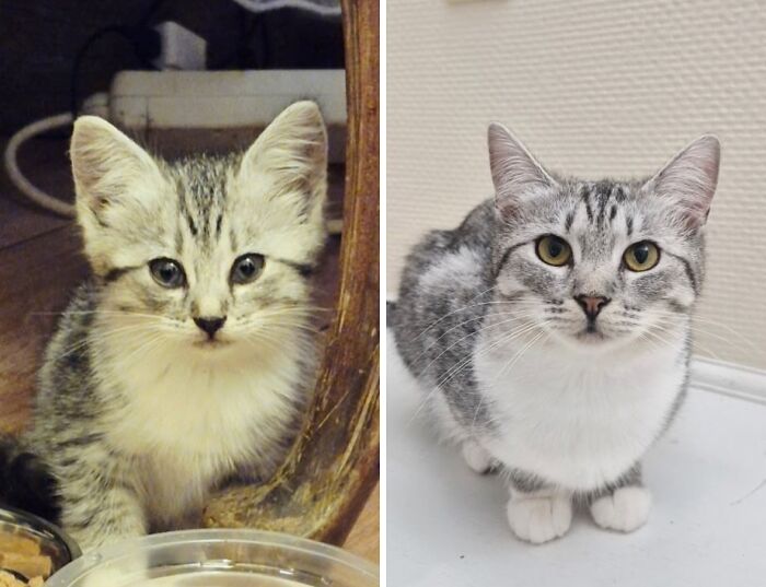 A small, striped kitten with large ears looking directly at the camera, next to a photo of the same cat as an adult, illustrating the cats transformation.