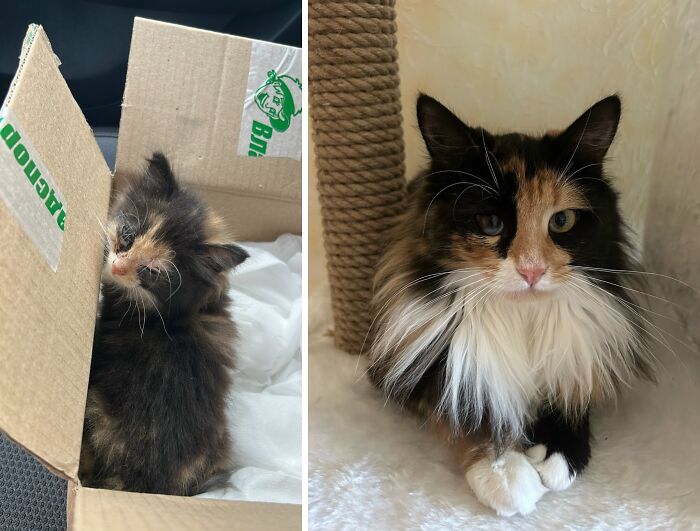 Calico kitten in a box and adult cat. Delightful cat transformations from kittens to adults.