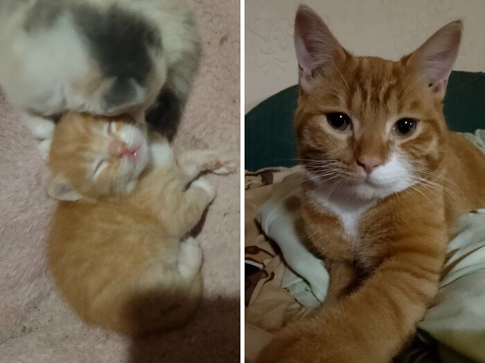 Adorable orange cats transformation: a tiny kitten sleeping beside an adult cat, showcasing their delightful growth.