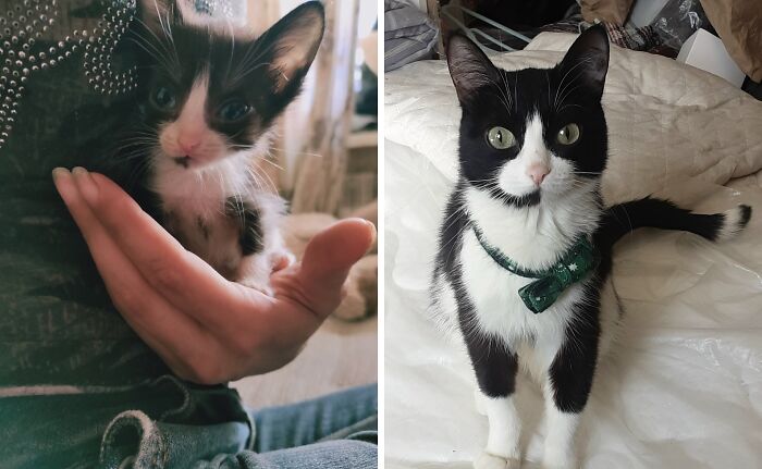A small, black and white kitten being held in a hand, next to a photo of the same cat as an adult wearing a bowtie, illustrating the cats transformation.