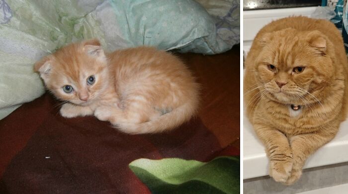 A tiny, ginger kitten with blue eyes curled on a blanket, next to a photo of the same cat as a grumpy-looking adult, illustrating the cats transformation.
