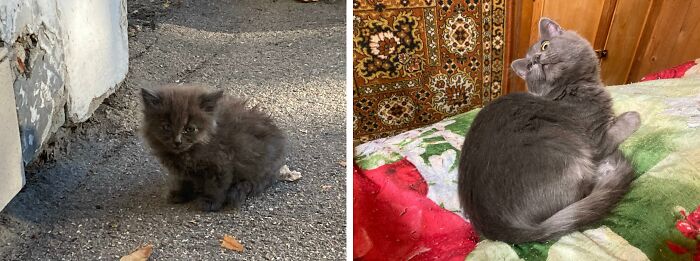 A small, fluffy gray kitten sitting on asphalt, next to a photo of the same gray cat as an adult, illustrating the cats transformation.