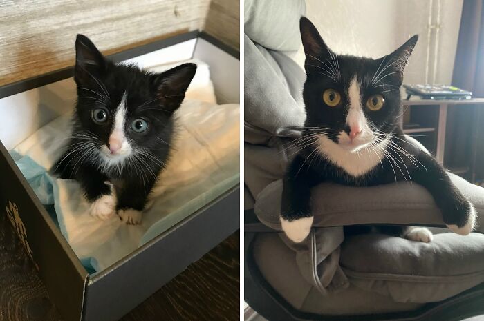 A black and white kitten with bright blue eyes sitting in a box, next to a photo of the same cat as an adult with yellow eyes, illustrating the cats transformation.