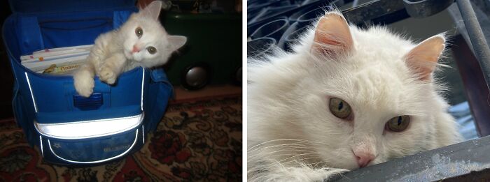 White kitten in a backpack and fluffy adult cat. Delightful cats as kittens and adults transformations.