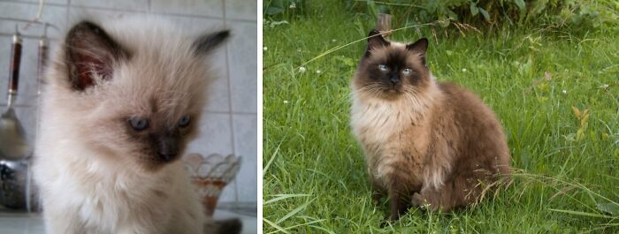 Fluffy kitten and long-haired adult cat. Delightful transformations of cats as kittens and adults.