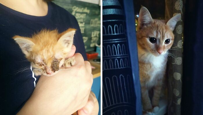 Ginger kitten with eye infection and healthy adult cat. Delightful cats as kittens and adults transformations.