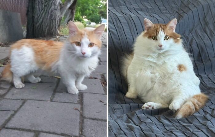 A split image shows a cat as a kitten and an adult, highlighting delightful transformations.