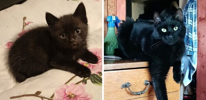 Black kitten and adult cat transformations. Delightful before and after pics of cats as kittens and adults.