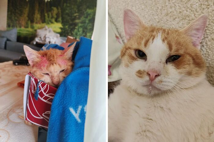 Remarkable orange and white cats as kittens and adults, displaying delightful transformations from fragile youngsters to healthy adults.