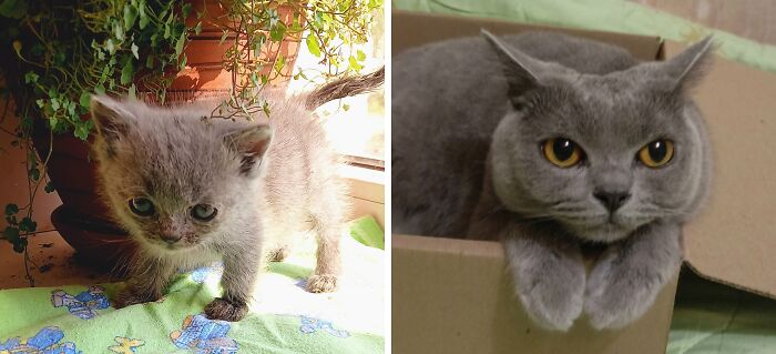 Sweet grey cats as kittens and adults, illustrating delightful transformations from tiny explorers to content, adult felines.