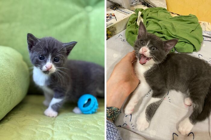 Charming grey and white cats as kittens and adults, highlighting delightful transformations from playful babies to elegant pets.