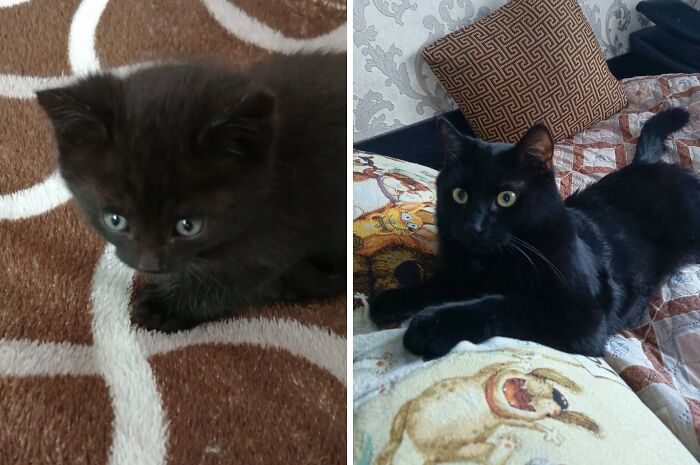 Cute black cats as kittens and adults, showcasing delightful transformations from small bundles of joy to sleek companions.