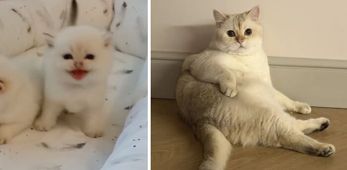 Adorable white cats as kittens and adults, showing delightful transformations from tiny furballs to majestic felines.