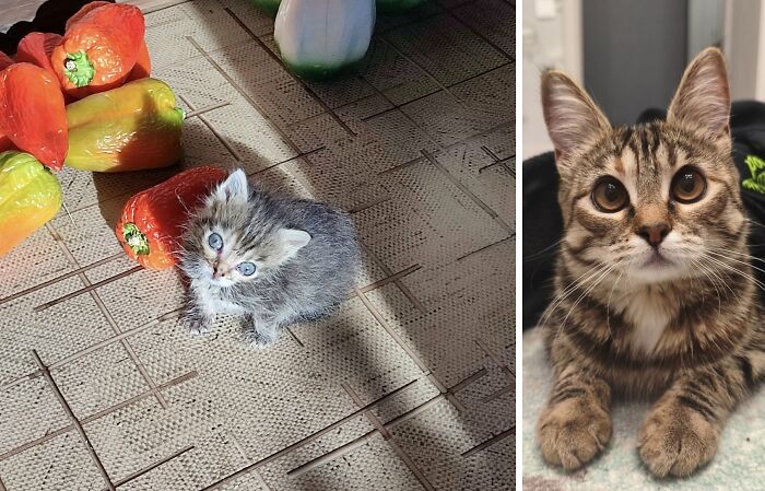 A kitten beside peppers and an adult cat looking at the camera, showing delightful transformations.