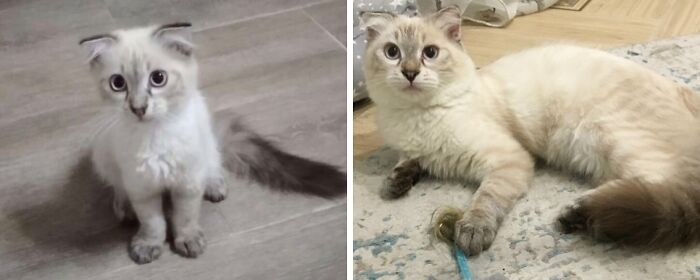 A small, light-colored kitten and an adult cat lounging, demonstrating delightful transformations.