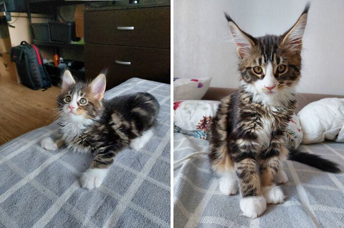 A fluffy kitten with distinct ears and an adult cat with prominent ears, illustrating delightful transformations.