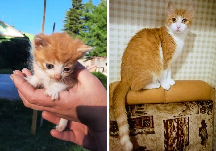 A tiny kitten held in a hand next to an adult cat sitting on a stool, showcasing delightful transformations.