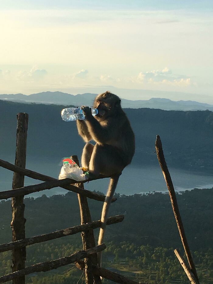 A monkey sitting on a wooden fence, drinking from a plastic bottle, highlighting an unexpected trip moment.