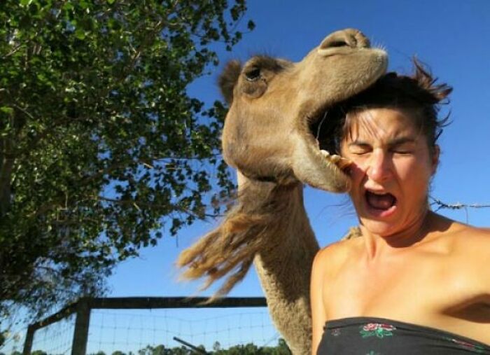 A camel seemingly biting a woman's head, whose face is contorted in surprise, depicting trips that didn't go as planned.