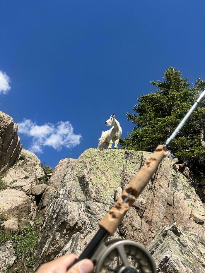 A mountain goat on a rocky cliff overlooking a fishing rod, an unexpected encounter during people's trips.