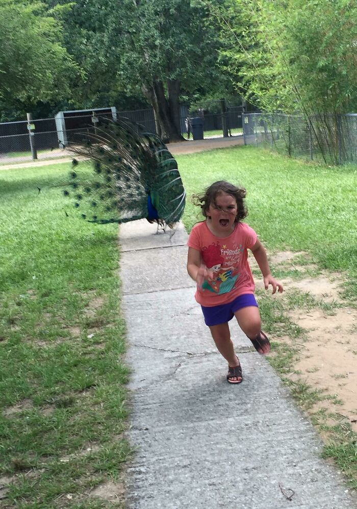 A young girl running in fear from a peacock with its tail fanned out, depicting a trip that didn't go as planned.