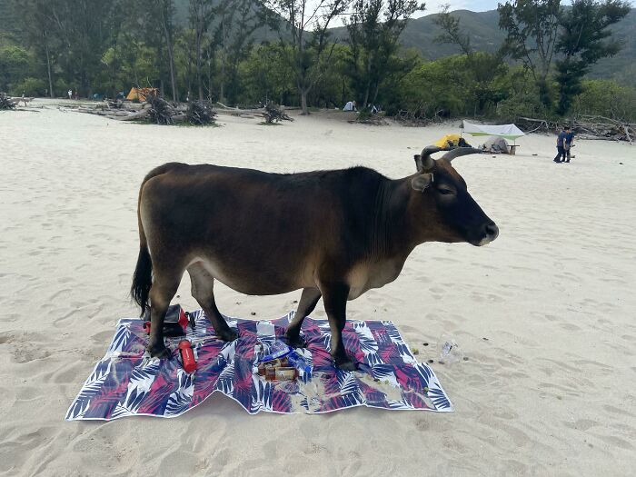 A cow stands on a picnic blanket on the beach, unexpected during a trip.
