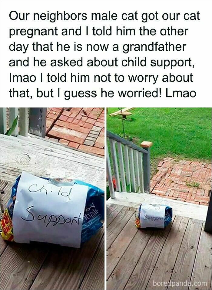 Wholesome images of a bag labeled 'Child Support' left on a porch, humorous take on a cat pregnancy.