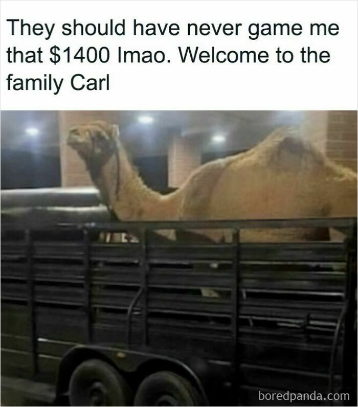 A wholesome image of a camel riding in the back of a trailer. This oddly wholesome image makes you breathe a little easier today.