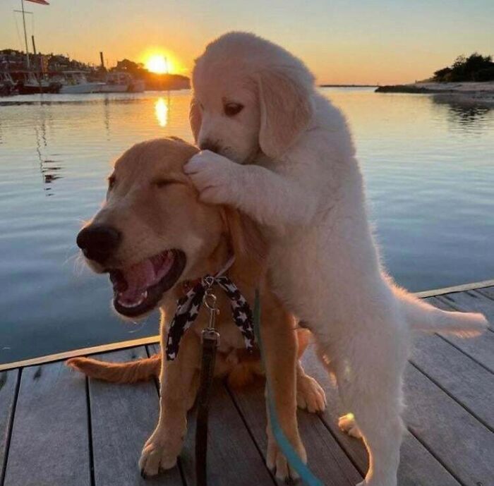 Two wholesome golden retriever puppies playing by the water at sunset.