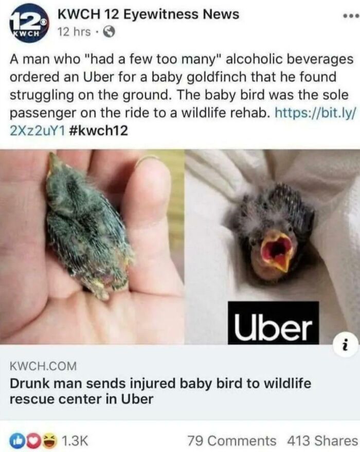 Wholesome images of a news article about a man sending an injured baby goldfinch in an Uber.