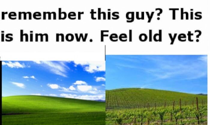 Side-by-side comparison of the Windows XP Bliss wallpaper and a real vineyard, providing wholesome images.