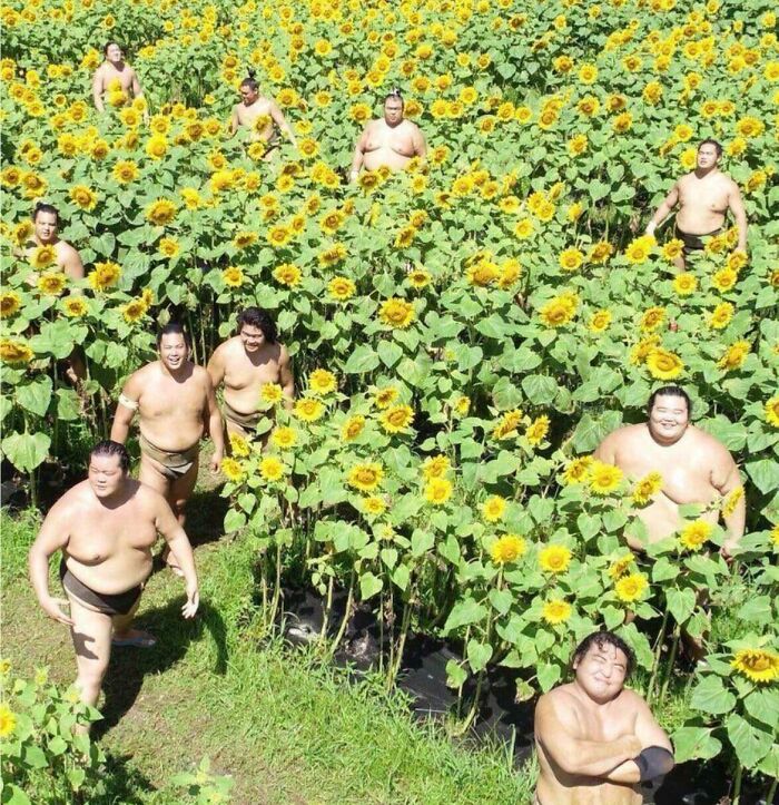 Wholesome images of multiple sumo wrestlers smiling and posing in a vibrant sunflower field.