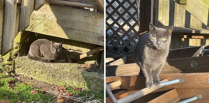 A stray cat in two different poses. Artist turned her unexpected bond with a stray cat into a heartwarming comic series. A stray cat in two different poses. Artist turned her unexpected bond with a stray cat into a heartwarming comic series.