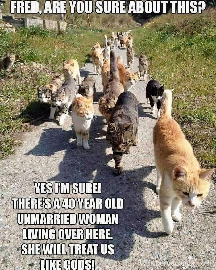 A large group of cats walking down a path, with text creating a funny animal meme.