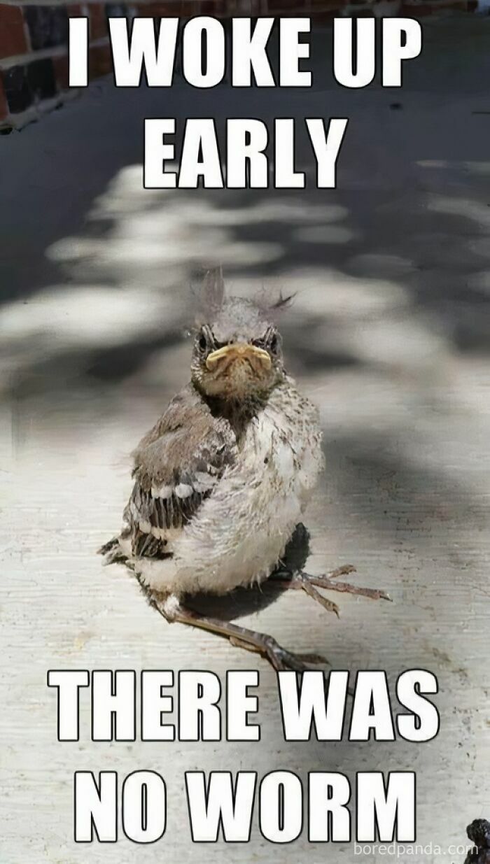 An angry baby bird on the ground, expressing frustration over no worm, one of the animal memes.