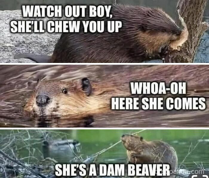 Hilarious animal meme featuring a beaver with text overlay for a brighter day.