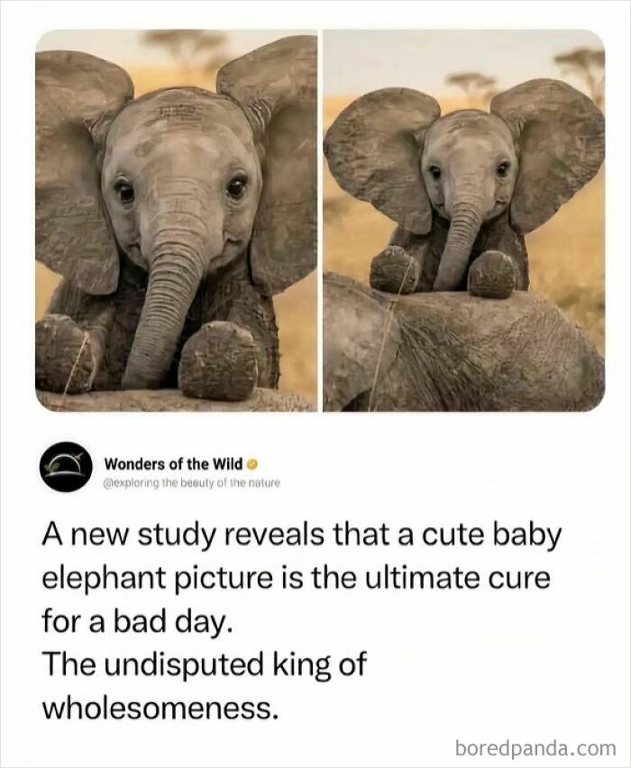 Wholesome animal memes: Two images of an adorable baby elephant looking at the camera and sitting down.
