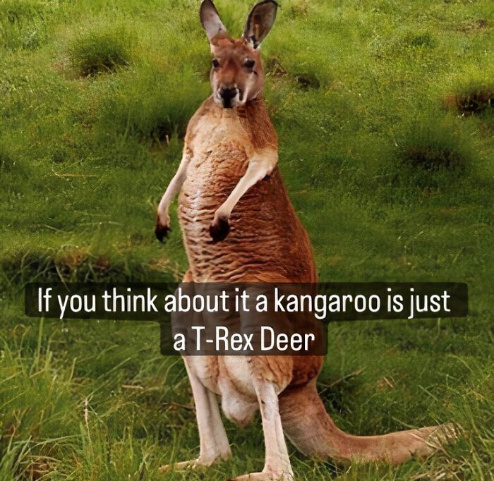 Animal meme with a kangaroo in a grassy field, humorously described as a T-Rex deer.