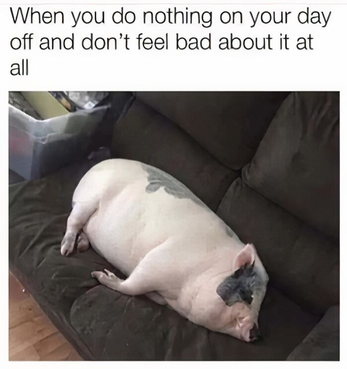 A plump pig relaxing on a dark couch, an animal meme representing a chill day off, to make your day better.