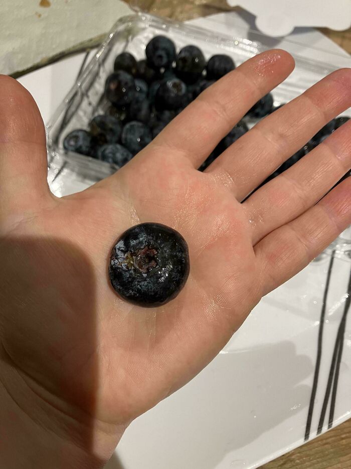 A large blueberry held in the palm of a hand, an interesting moment that made the day.