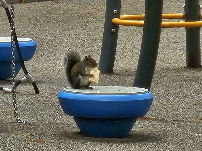 A squirrel sits on a blue playground mushroom, eating a piece of bread, an unexpected moment.