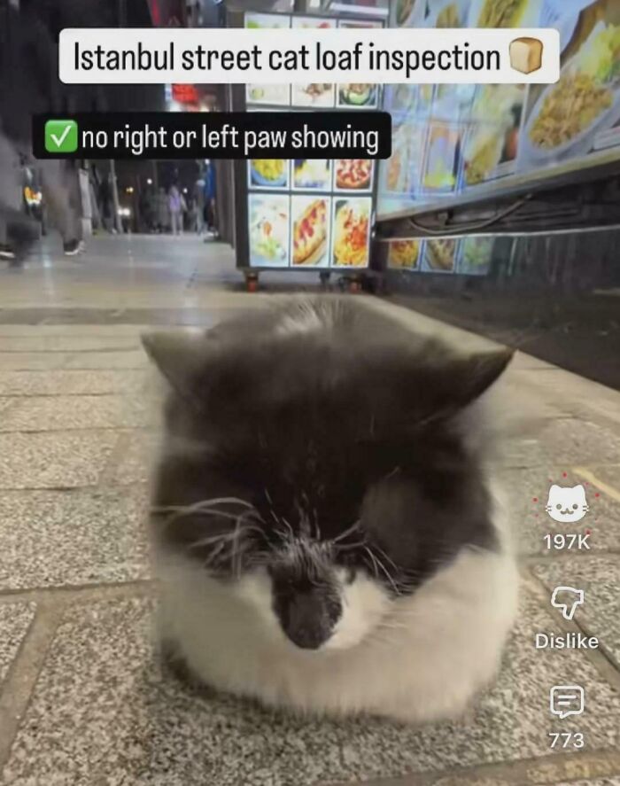 Screenshot of funny internet moment: a video showing an Istanbul street cat loaf perfectly, hiding its paws.