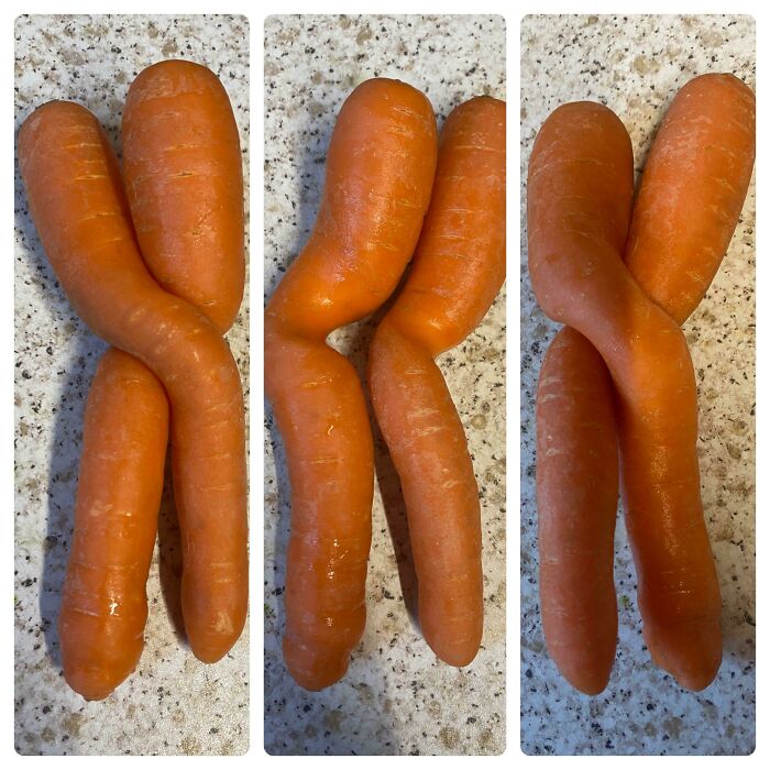 A triptych of images showing three pairs of unusually shaped carrots twisted and intertwined, creating weird and interesting moments.