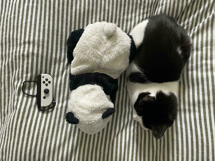 A tiny black and white kitten next to a pair of panda-themed socks and a Nintendo Switch controller, an unexpected moment.