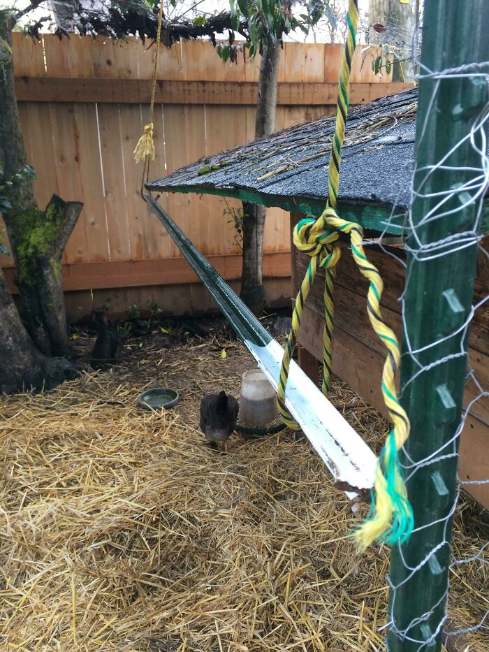 A bad example of DIY chicken coop renovation, with a makeshift trough and rope.