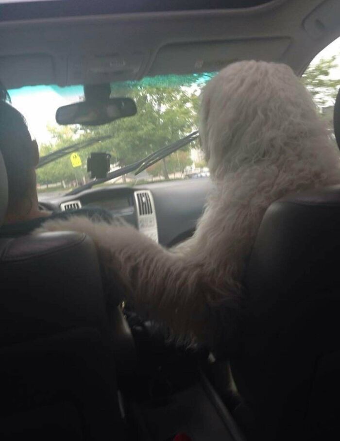 A large, shaggy white dog appears to be driving a car, a weird and unexpected moment.