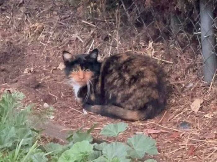 A calico cat, with black, orange, and white fur, sits on brown dirt, creating a weird and unexpected moment.