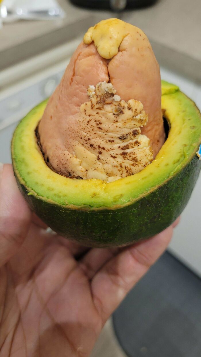 A hand holding half an avocado with a large, unusual seed, a weird and unexpected moment.